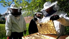 Чрез нова е-платформа пчеларите ще се уведомяват за пръскане с препарати