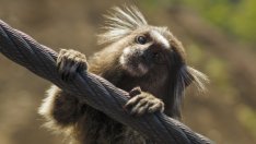 Amazon и Alibaba са в списъка със сайтове с обяви за продажба на редки животни