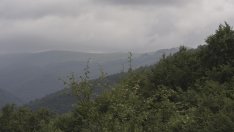 Държавните горски стопанства ще управляват общински гори