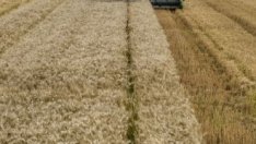 В Китай строителна компания приема пшеница и чесън вместо първоначална вноска