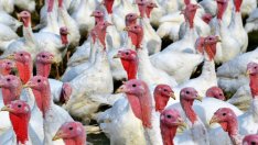 Производството на месо в Русия расте