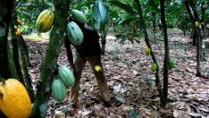 Неволите на какаовите производители във Венецуела