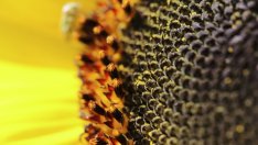  По-зелена ли е природата след зелените субсидии за фермерите?*