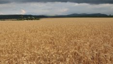 Целеви кредит за торове и семена за пшеница отпусна Фонд "Земеделие"