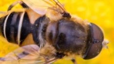 Пчелари поискаха криминализиране на отравянето на пчели