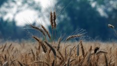 Лошото време и продължаващата война връщат страховете от продоволствена криза