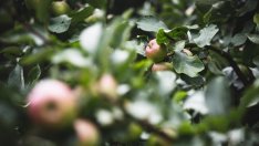 Фонд "Земеделие" изплаща близо 65 млн. лв. за обвързано подпомагане