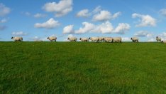 Рестрикциите за животни в Странджа остават в сила до 28 декември