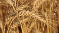 Фермерите в Добруджа засега отчитат по-високи добиви на пшеница