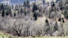 20 хил. декара са предвидени за залесяване тази година