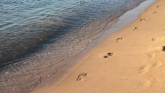 Стартират процедури за концесия на три плажа в община Варна