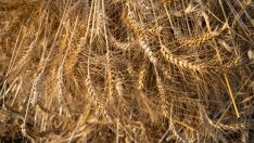 Цената на пшеницата достигна четиримесечен връх заради новите рискове от Русия