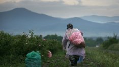 Очертава се слаба розова реколта с високи цени