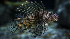 Нова компания за рисков капитал залага на биоразнообразието 