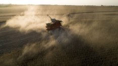 Европейските фермери ще купуват ГМО фураж за замяна на царевицата от Украйна