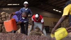 Шоколадът в Европа може да поскъпне заради нови регулации за добива на какао