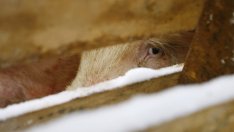 Цената на свинското се срива в засегнатите от африканска чума страни