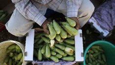 Мнозинството страни в ЕС искат да продължи дебатът по регламент за биопроизводството