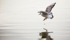 Круизните кораби по Дунав се увеличават всяка година