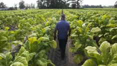 Танева: Финансирането за сектор „Тютюн“  ще бъде осигурено и догодина