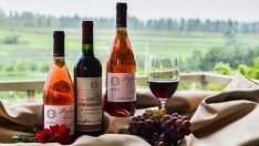 Световното производство на вино достига 50-годишно дъно