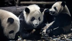 Португалия първа в еврозоната емитира облигации в юани