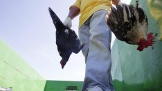 Четири огнища на птичи грип са констатирани в България