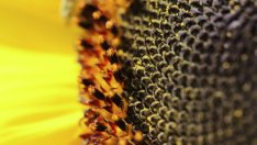 Салдото в търговията с аграрни стоки расте с 8,8% през първото полугодие