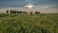 Сивият сектор в производството на мляко в България запазва сериозен дял