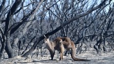 Ще бъдат ли нанесени непоправими щети на цели екосистеми от пожарите в Австралия?