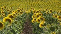 ВАС потвърди картел при производители на олио 