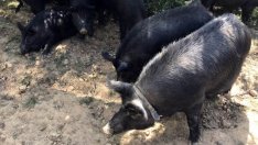 Африканската чума може да унищожи българска порода свине на 2500 г.