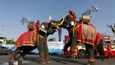 Тъмната страна на туристическите атракции със слонове в Тайланд