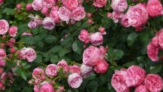 Гергана Андреева: Климатичните промени свиват с около 30% производството на розово масло