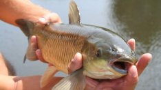 Започна прием на проекти за модернизация на рибни стопанства