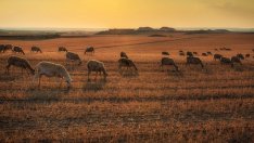 Субсидиите за фермерите ще се дават срещу доказани продажби на мляко