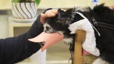 Ограничаването на свободното слово не помага в борбата с омразата