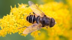 България е изнесла около 10 хил. тона пчелен мед в ЕС 