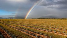 Австралия: Оставете капитализма да спаси света от климатичните промени