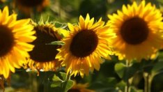 Къде е балансът в търсенето на цена, на която производителите искат да продават зърно