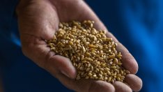 ЕК временно ограничава вноса на пшеница, слънчоглед, рапица и царевица от Украйна