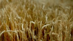 4 хил. тона негодни пестициди ще бъдат обезвредени