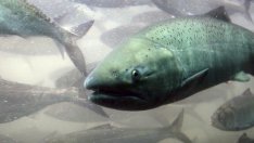 Индустриализацията заплашва оцеляването на сладководните риби по света