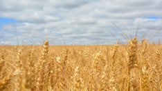 Правителството отпуска още 125 млн. лв. за земеделците