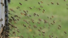 С 35% повече са парите за Националната програма по пчеларство