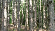 Едва 15 на сто от глобите на бракониери в горите се събират