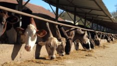 Животновъди от Южна България поискаха оставката на агроминистъра