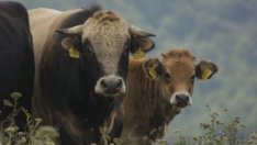 Агроминистерството: Схемата субсидии срещу фактури изсветлява млечния сектор