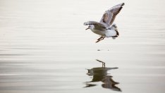 Трети мост над Дунав ще има при подобрени условия за корабоплаването