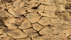 Земеделието ще трябва да потърси по-подходящи култури заради глобалното затопляне